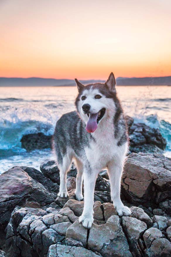 Husky am Meer, Koratien, Krk